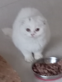 Scottish fold e straight