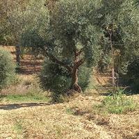 Piante di ulivi decennali