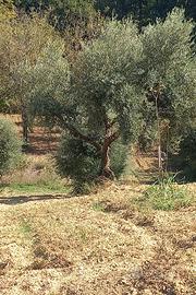 Piante di ulivi decennali