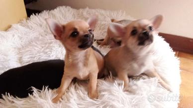 Disponibili 2 maschietti di chihuahua