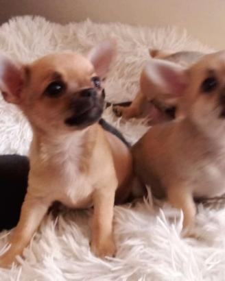 Disponibili 2 maschietti di chihuahua
