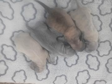 Cuccioli taglia piccola