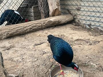 Fagiani Edwards (maschi)