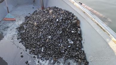 Vivaio vongole