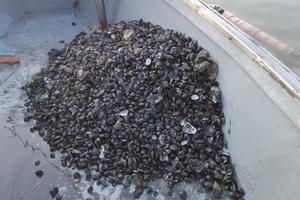 Vivaio vongole