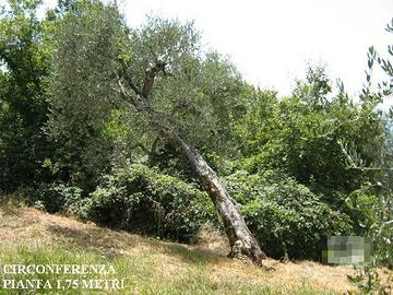 Oggettistica d'arredo in legno di olivo