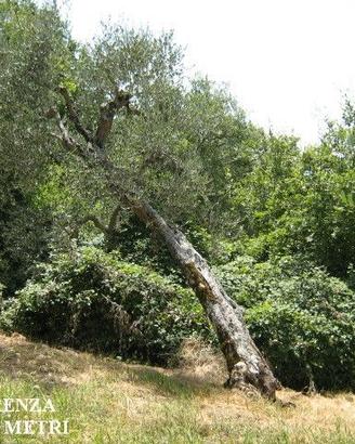 Oggettistica d'arredo in legno di olivo