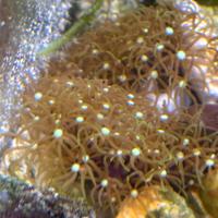 Disponibile Briareum, corallo molle