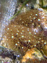 Disponibile Briareum, corallo molle