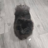 Volpino di Pomerania Toy