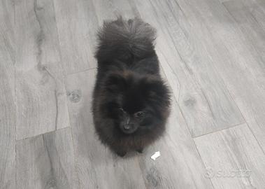 Volpino di Pomerania Toy