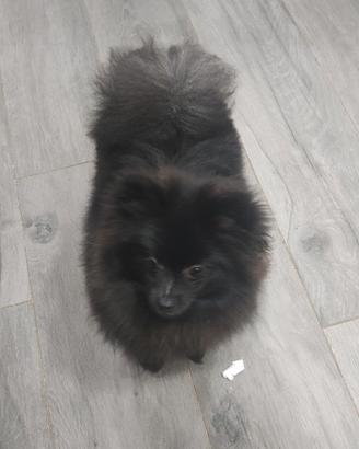 Volpino di Pomerania Toy