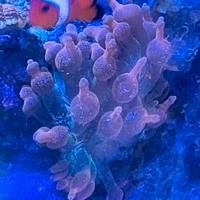 Anemone Entacmaea Quadricolor Red