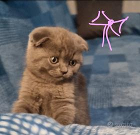 Scottish fold e Straight