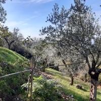 TER. RESIDENZIALE A POGGIO CATINO