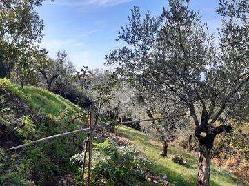 TER. RESIDENZIALE A POGGIO CATINO