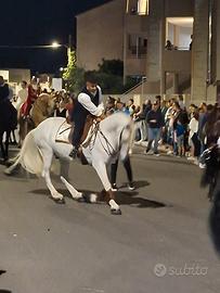 Cavallo andaluso