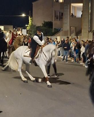 Cavallo andaluso