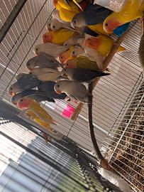 Pappagalli inseparabile agapornis