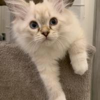 Gattino siberiano