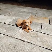 Cucciolo piccola-media taglia