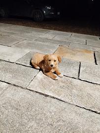 Cucciolo piccola-media taglia