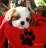 cavalier-king-maschio