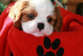 Cavalier king maschio