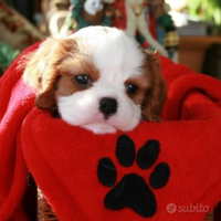 Cavalier king maschio