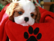 Cavalier king maschio