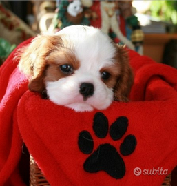 Cavalier king maschio