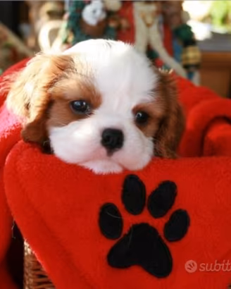 Cavalier king maschio