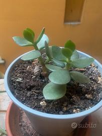 Albero di giada pianta grassa