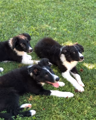 Border Collie bianchi e neri