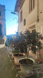 Casa San Quirico PT