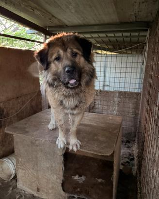 Cuccioli Caucaso X pastore abruzzese-kangal