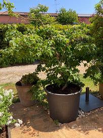 CORNUS KOUSA