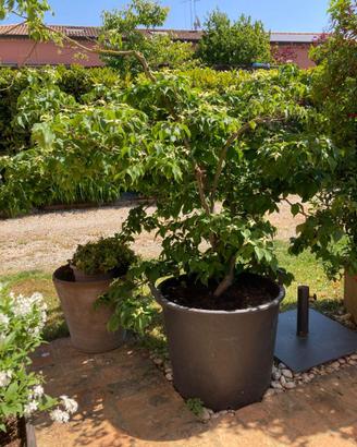 CORNUS KOUSA