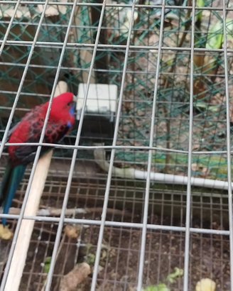 Rosella pennat