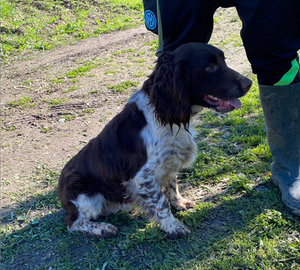 Springer Spaniel maschio