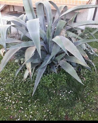 Piante per gia