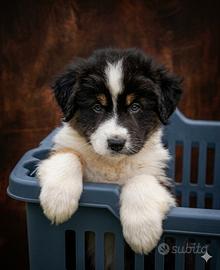 Pastore australiano Australian Shepherd cuccioli