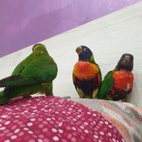Pullo lory arcobaleno