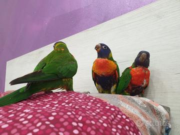 Pullo lory arcobaleno