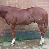 Puledro quarter horse