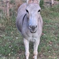 Asinello femmina