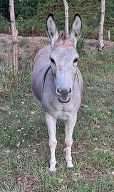 Asinello femmina