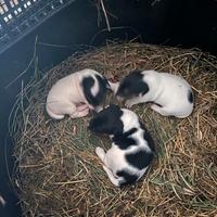 Cuccioli jack Russel puri