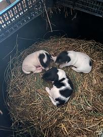 Cuccioli jack Russel puri
