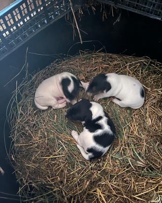 Cuccioli jack Russel puri